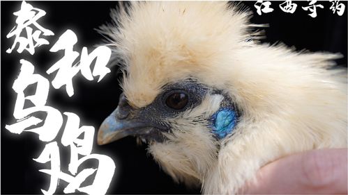 乌鸡 最新修改