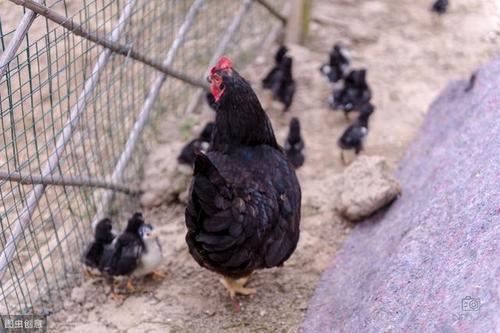 如何定位山鸡养殖的经营方式和营销策略?