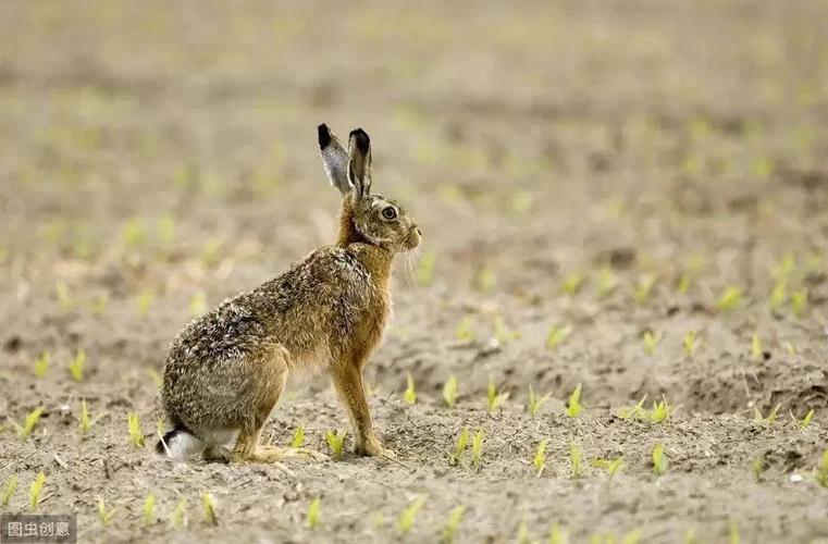 部分地区野猪猖獗野鸡泛滥野兔成群影响农民种地咋办