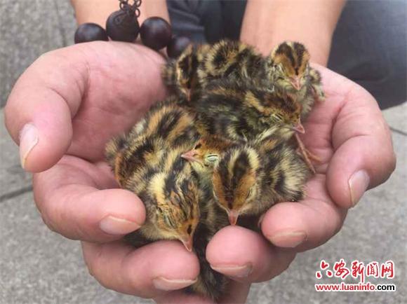 哭泣的小野鸡