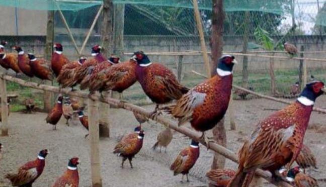 转业军人创业养殖七彩野鸡成为村里的凤凰