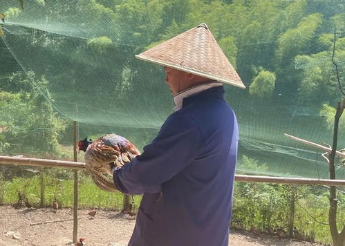 磐安夫妻深山养鸡7载,如今年产值七八十万