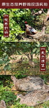宜昌三峡特产 橘树林野鸡蛋30枚礼品装
