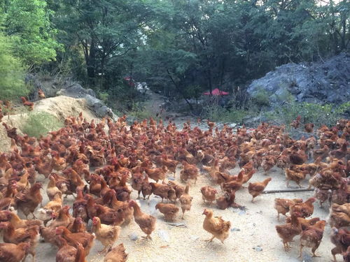 青莲镇 冠黄 牌阳山鸡通过国家生态原产地产品保护评定