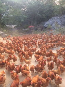 青莲镇 冠黄 牌阳山鸡通过国家生态原产地产品保护评定