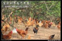 供应湖北野鸡苗 湖北野鸡蛋 湖北珍珠鸡苗 湖北土鸡苗_农副产品_世界工厂网中国产品信息库