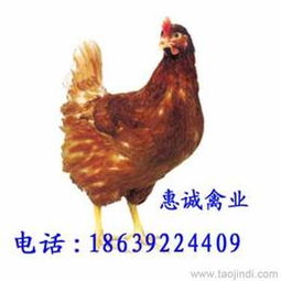 求购青年鸡供应信息 求购青年鸡批发 求购青年鸡价格 找求购青年鸡产品上