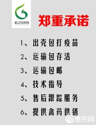 海兰褐,海兰灰蛋鸡苗,工厂直销,出壳包打疫苗,