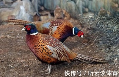 灵敏的野鸡晚上睡在哪里,你知道吗?看完涨知识了!