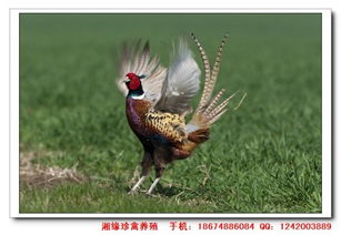 野鸡补身体吗