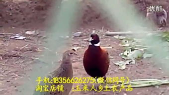 农产品贸易壁垒 –